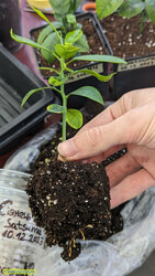 IMG_20240501_182238_933.jpg (16.24 КБ) 20241 просмотр IMG_20240501_182238_933.jpg