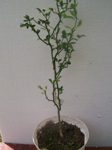 100_2676.JPG