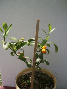 100_2680.JPG