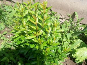 100_2703.JPG