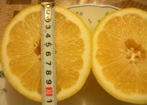 DSCN6515.JPG