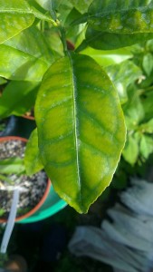 IMAG1077.jpg