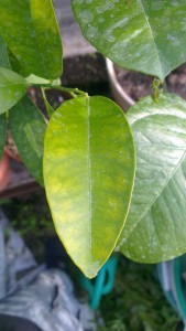 IMAG1081.jpg