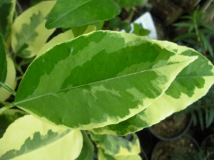 DSCN9265.JPG