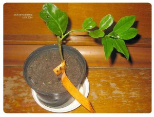 2014.JPG (82.69 КБ) 34287 просмотров 2014.JPG