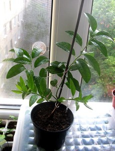 IMG_1859.jpg (27.94 КБ) 33542 просмотра IMG_1859.jpg