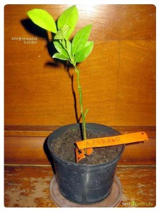 2014.JPG (91.93 КБ) 34287 просмотров 2014.JPG