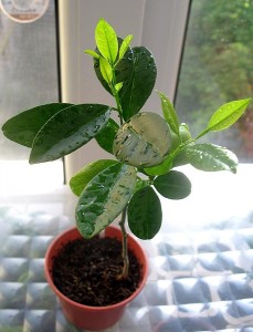 IMG_1858.jpg (79.82 КБ) 34287 просмотров IMG_1858.jpg