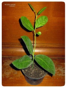 01.jpg (23.37 КБ) 8575 просмотров 01.jpg