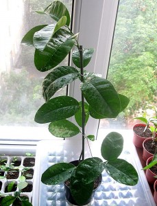 IMG_1864.jpg (126.49 КБ) 8575 просмотров IMG_1864.jpg