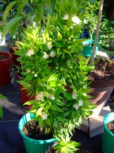 DSCF3367.JPG