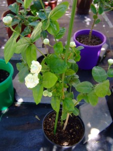DSCF3395.JPG