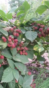 20150728_163109.jpg
