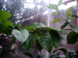 IMG_20150726_205004.jpg