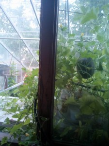 IMG_20150726_210028.jpg
