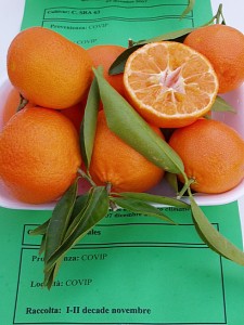 clementine_clemenules.jpg