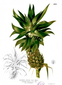 Ananas_comosus_Blanco2.458.jpg (87.06 КБ) 30533 просмотра Ananas_comosus_Blanco2.458.jpg
