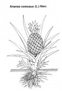 HA21Ananas_comosus.jpg (18.7 КБ) 30514 просмотров HA21Ananas_comosus.jpg
