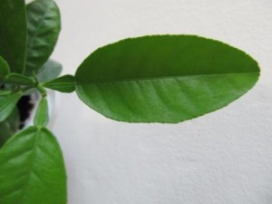 IMG_6483.JPG