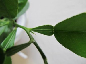 IMG_6484.JPG