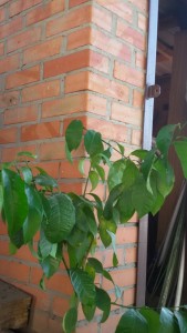 20150830_092545.jpg