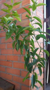 20150830_092738.jpg