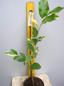 5.C.limon variegatae.JPG