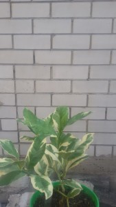 20150903_082750.jpg