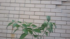 20150903_082946.jpg