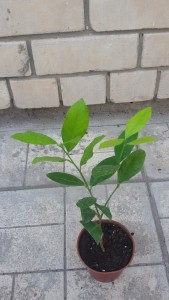 20150909_155720.jpg