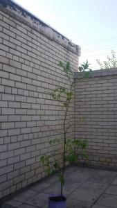 20150909_155642.jpg