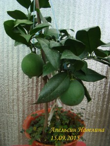 DSC00490.jpg