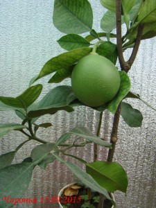 DSC00492.jpg