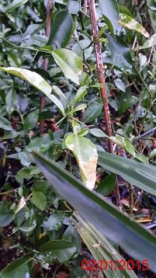 20150102165951minus7dated.jpg