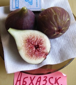 inzhir_abhazsky_fioletovy.jpg