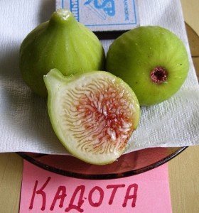 inzhir_kadota.jpg