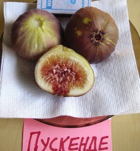 inzhir_puskende.jpg