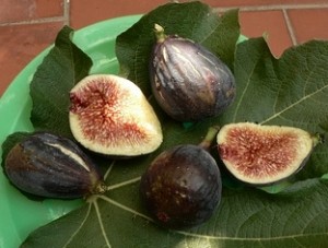 inzhir_sanpedro_black.jpg