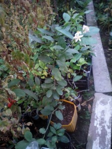 IMG_20151010_174930.jpg
