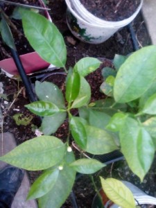 IMG_20151010_175452.jpg