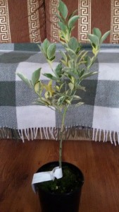 20151023_090713.jpg