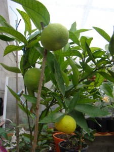 DSC00557.jpg