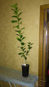 IMG_20151024_150303.jpg