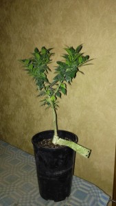 IMG_20151024_145912.jpg