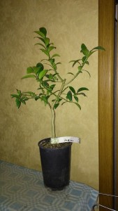IMG_20151024_145955.jpg