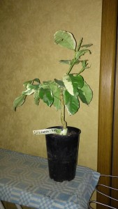 IMG_20151024_150440.jpg