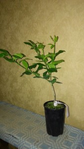 IMG_20151024_150402.jpg