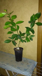 IMG_20151024_150723.jpg