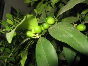 IMG_2024.jpg