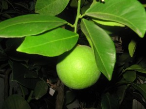 IMG_2041.jpg